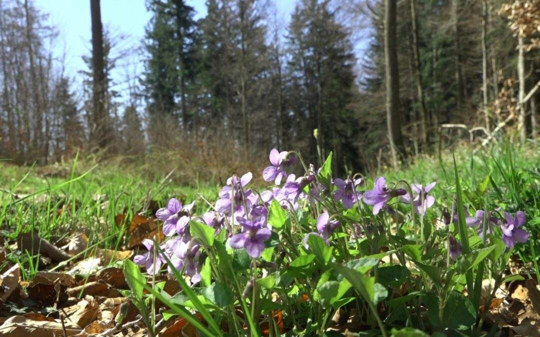 Naturkundliche Hochbühl-Wanderung gemeinsam mit Naturschutzinitiative e.V.